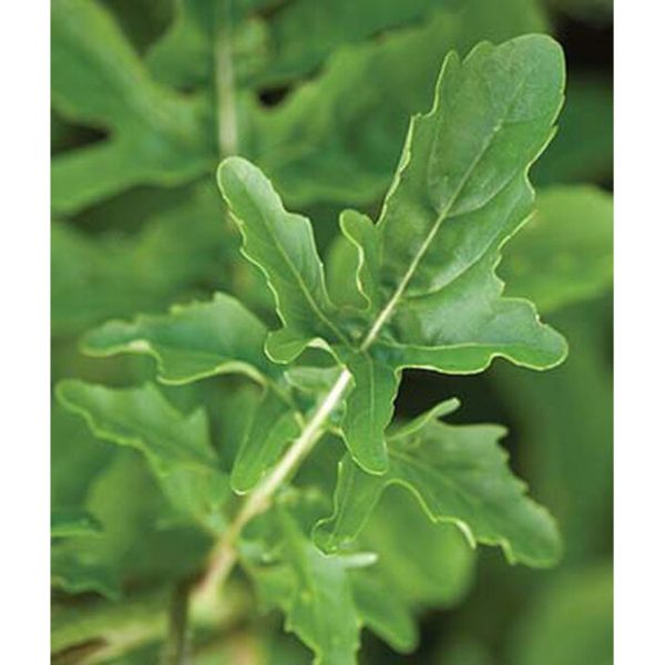 Organic Arugula Rocket Seed Pack 60037 For Discount
